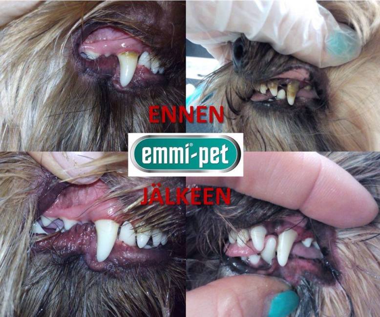 emmi-pet